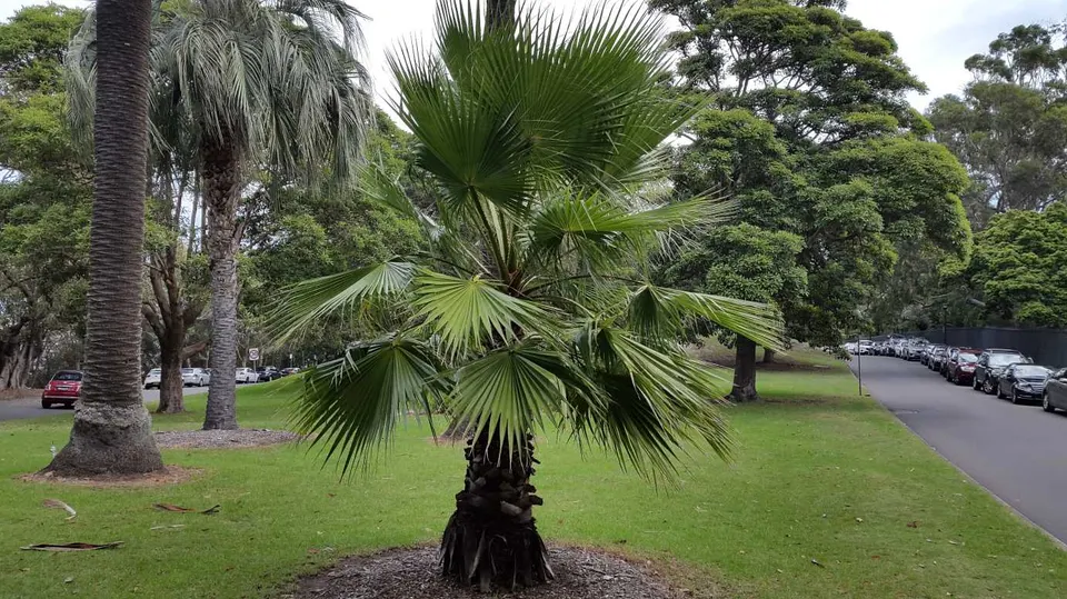 Livistona australis