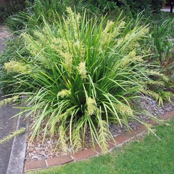 Lomandra hystrix