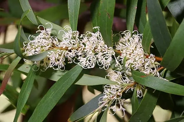 Hakea salicifolia