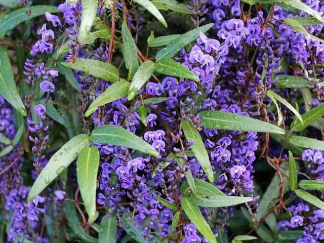 Hardenbergia violacea