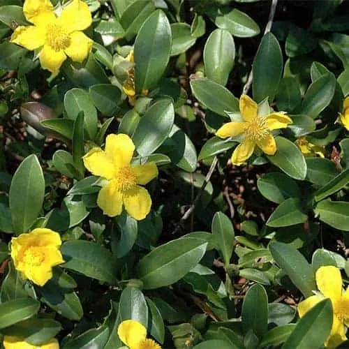 Hibbertia scandens