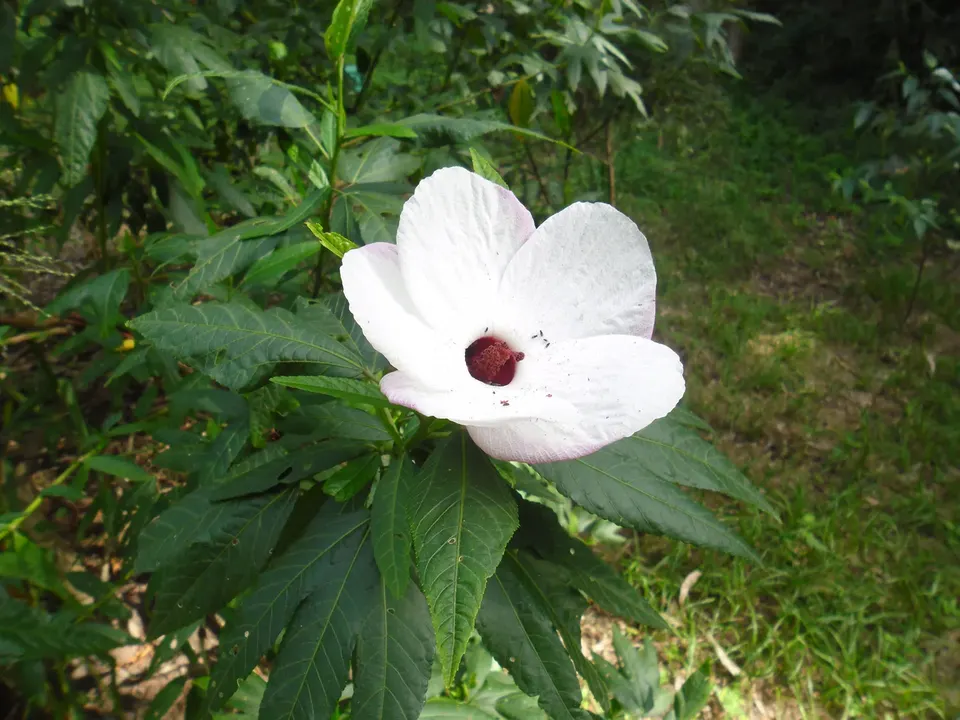 Hibiscus heterophyllus