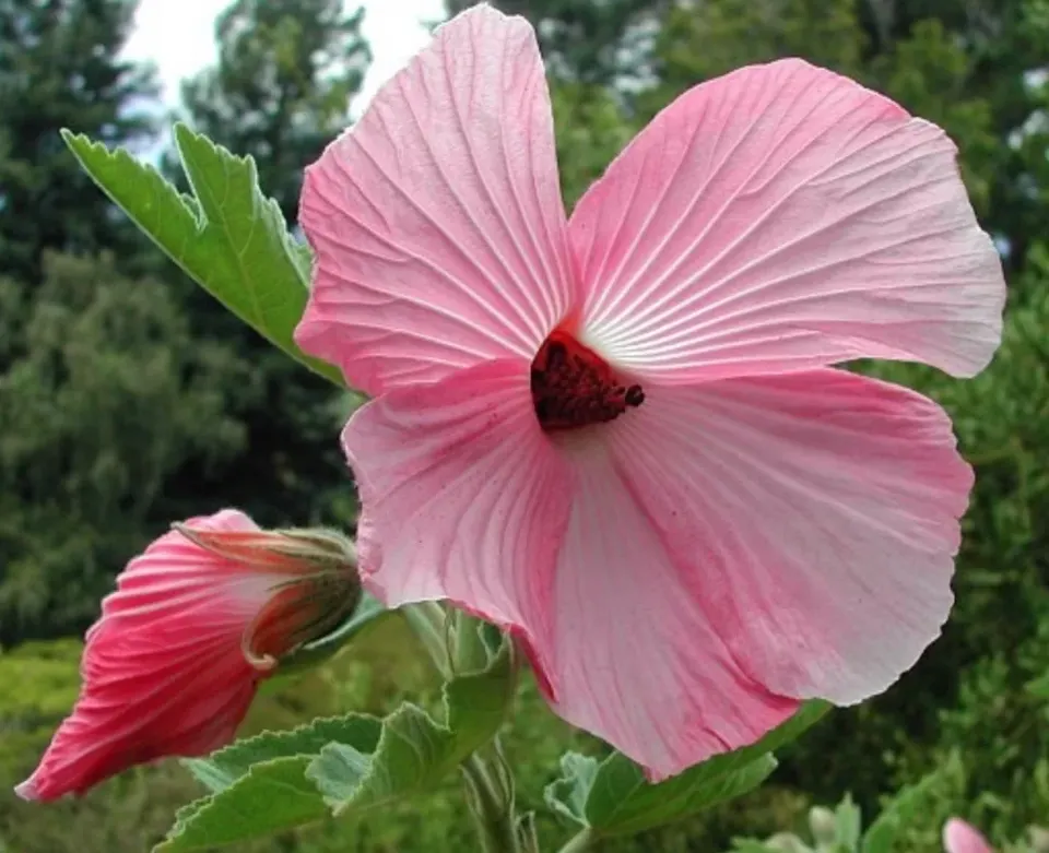 Hibiscus splendens