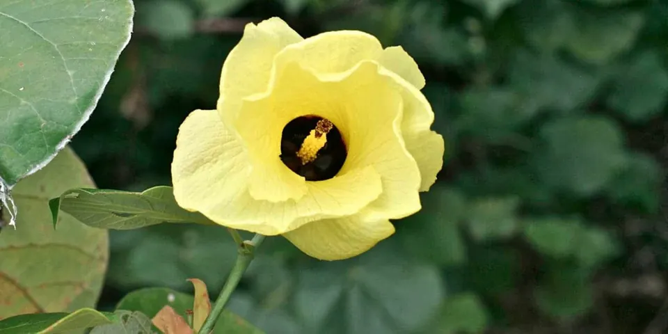 Hibiscus tiliaceus