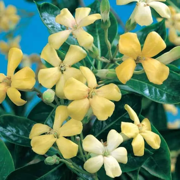 Hymenosporum flavum