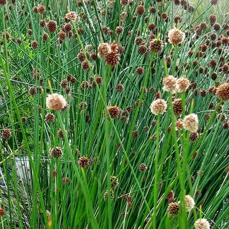 Isolepis nodosa