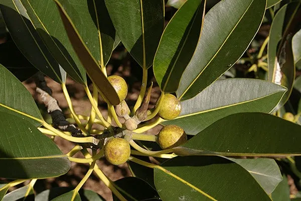 Ficus macrophylla