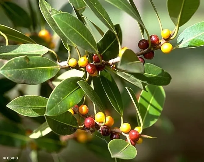 Ficus obliqua