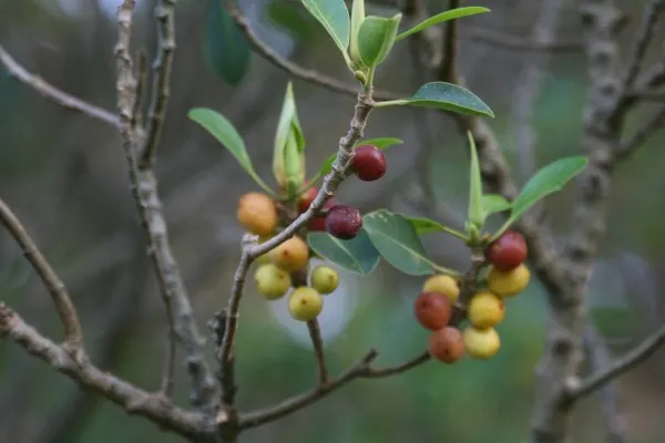 Ficus rubiginosa