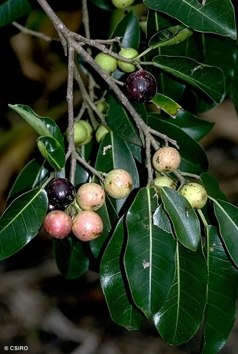 Ficus superba