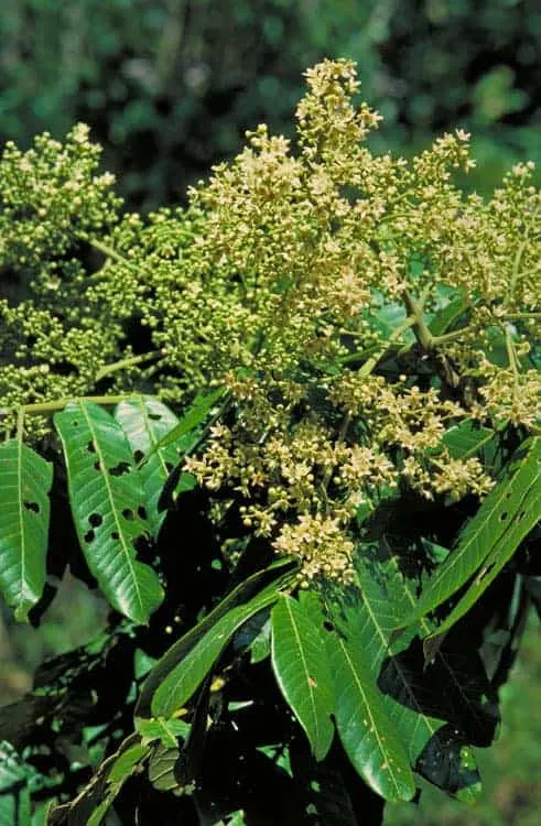 Flindersia schottiana