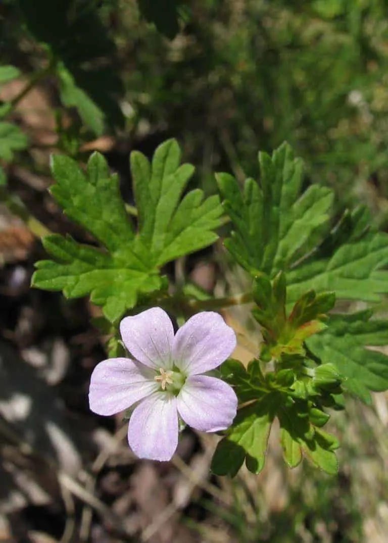 Geranium solanderi