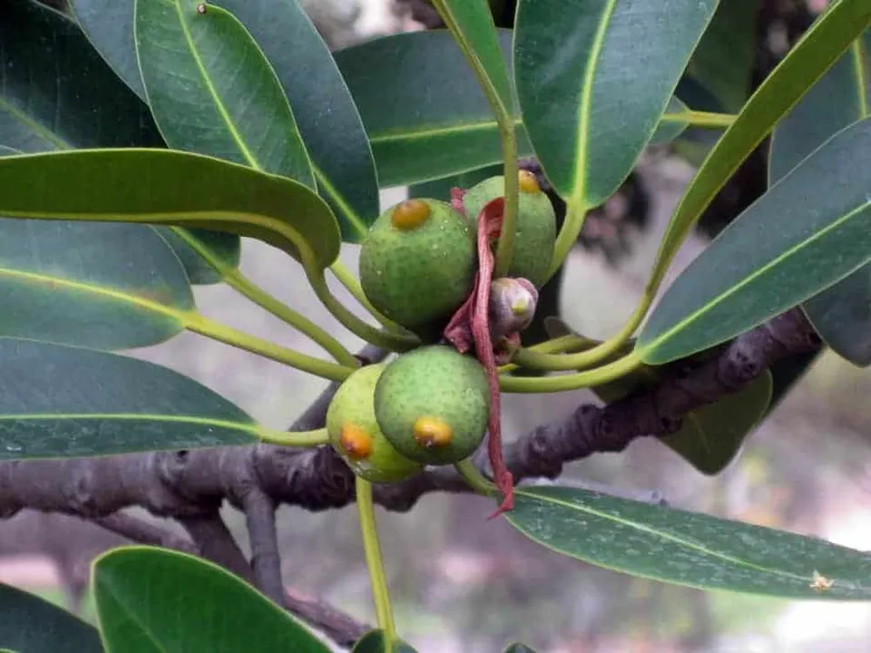 Ficus watkinsiana