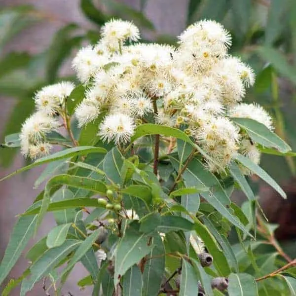 Eucalyptus acmenoides