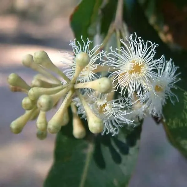 Eucalyptus microcorys