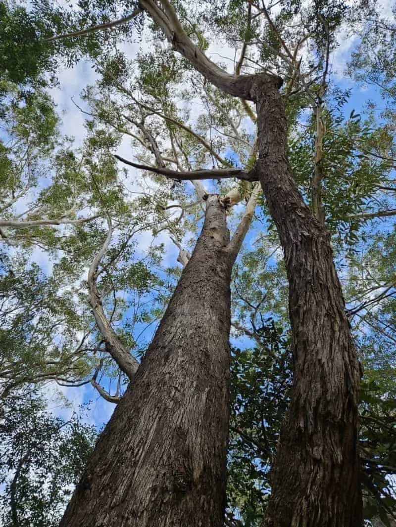 Eucalyptus pilularis