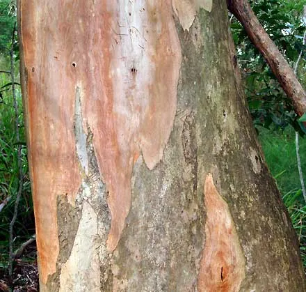 Eucalyptus propinqua