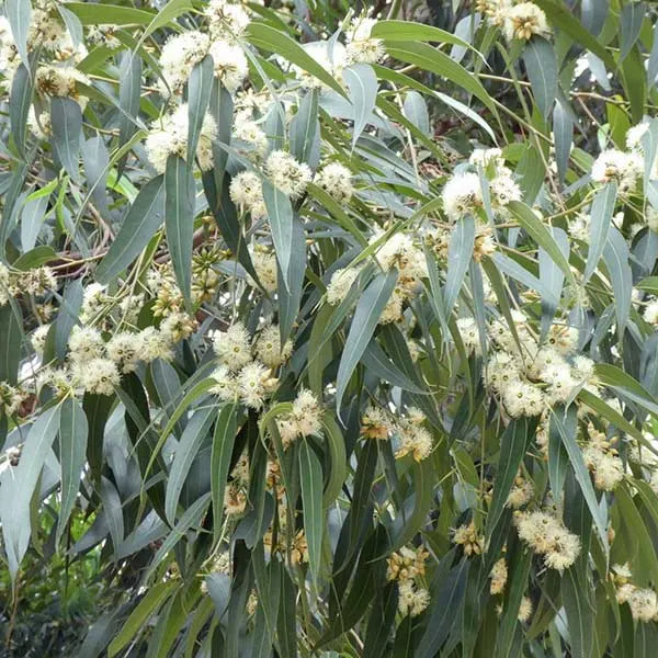 Eucalyptus resinifera