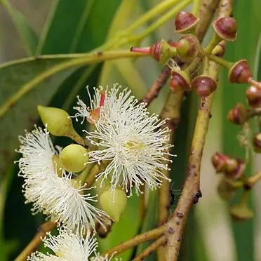 Eucalyptus robusta