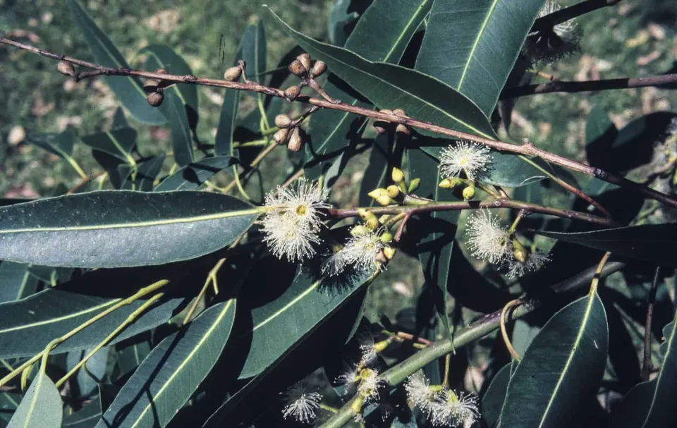 Eucalyptus saligna