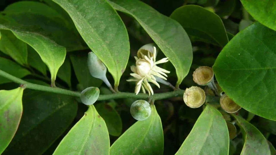 Eupomatia laurina