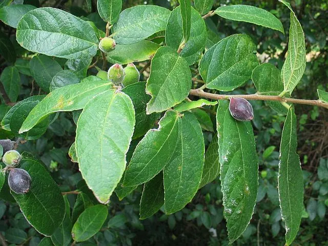 Ficus coronata