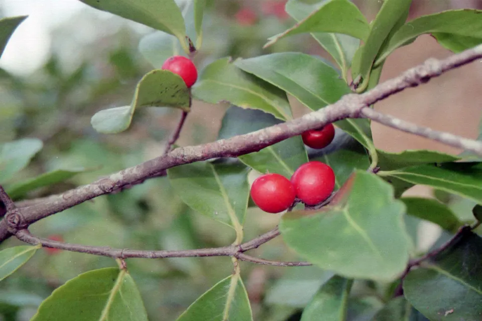 Elaeodendron australe