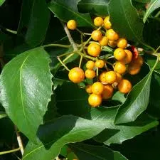 Ehretia acuminata