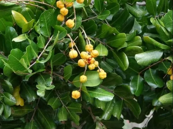Cupaniopsis anacardioides