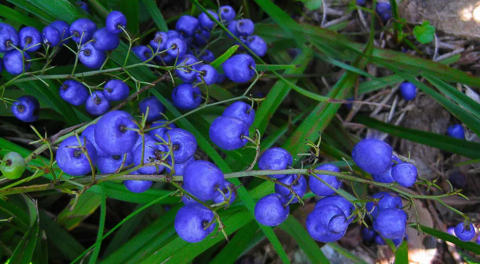 Dianella caerulea