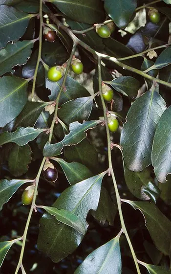 Diospyros australis