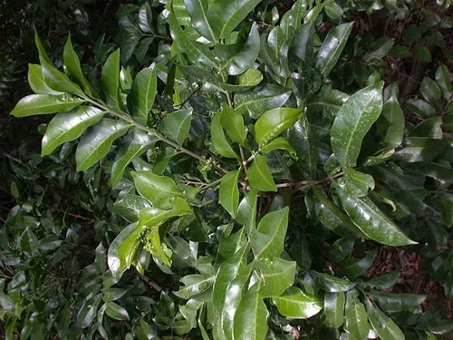Dysoxylum fraserianum
