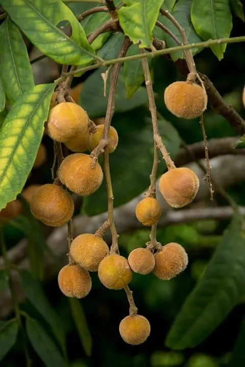 Dysoxylum rufum