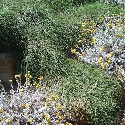 Casuarina glauca