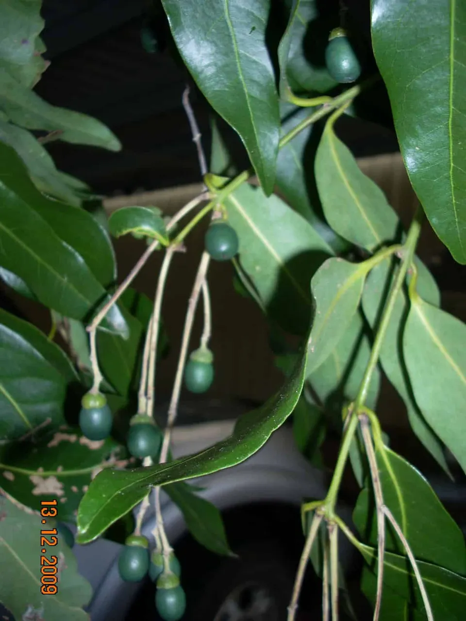Cinnamomum oliveri