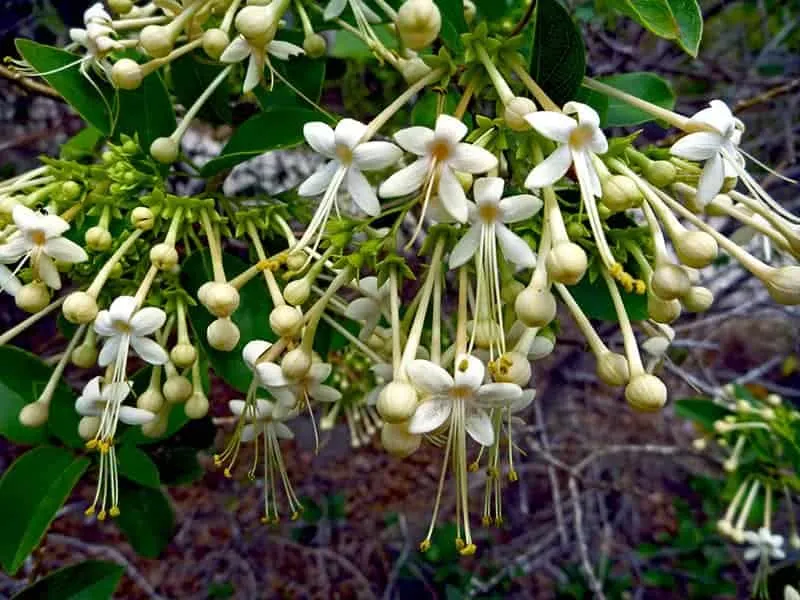 Clerodendrum floribundum