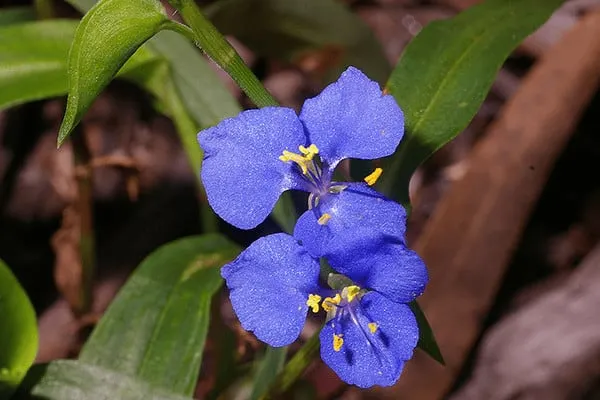 Commelina cyanea