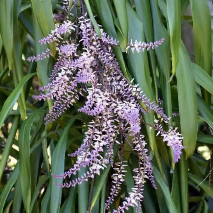 Cordyline stricta