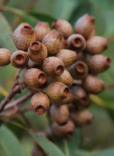 Corymbia intermedia
