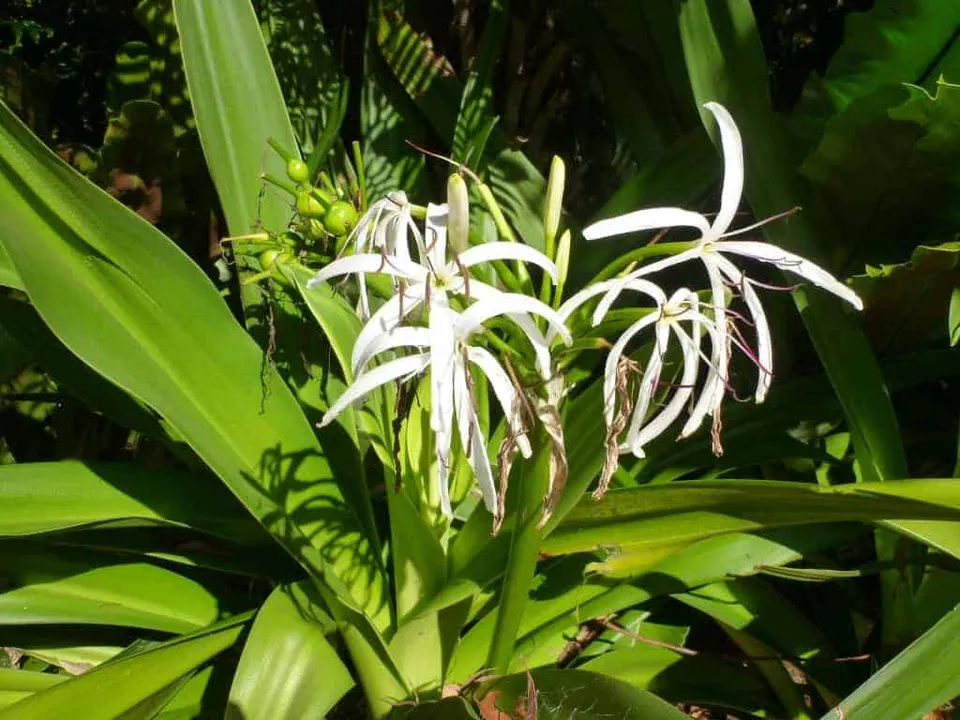 Crinum pedunculatum