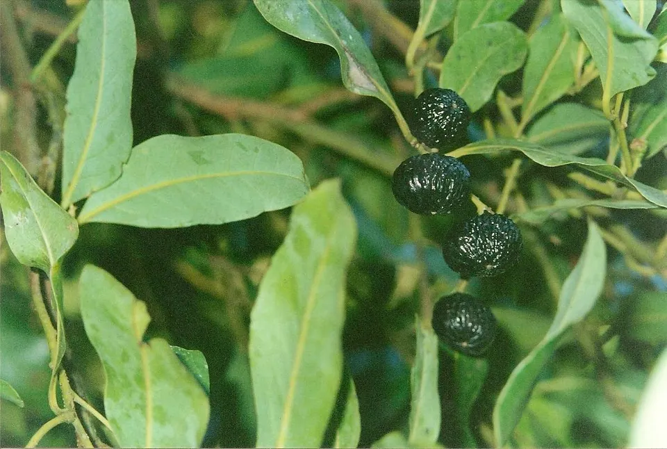 Cryptocarya glaucescens