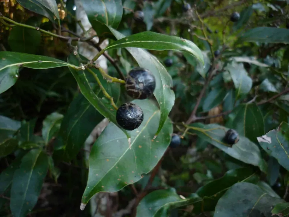 Cryptocarya microneura