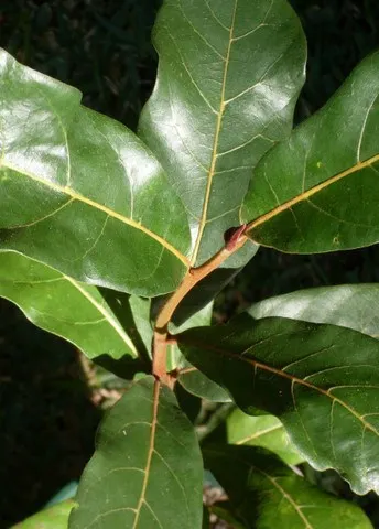 Cryptocarya obovata