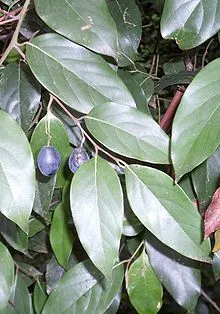 Cryptocarya rigida