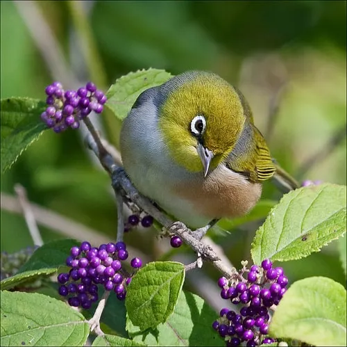 Callicarpa pedunculata