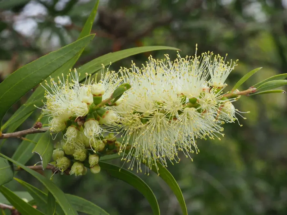 Callistemon salignus