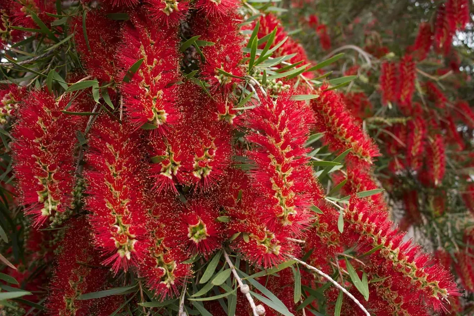 Callistemon viminalis