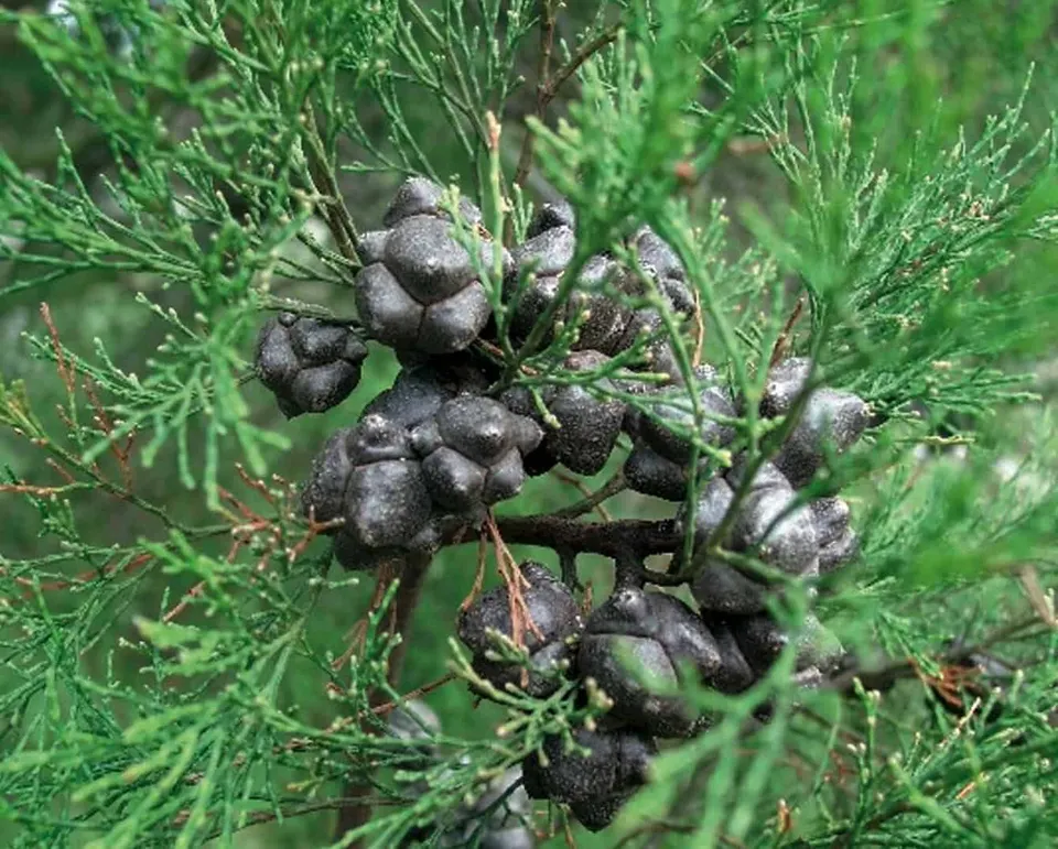 Callitris rhomboidea