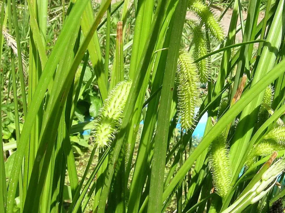 Carex fascicularis