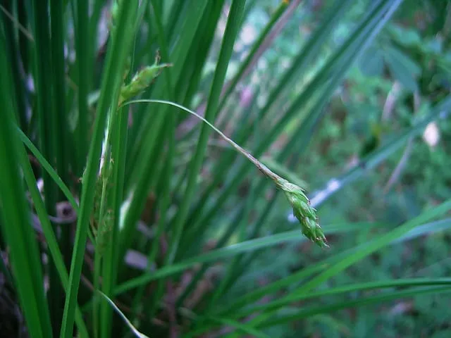 Carex longebrachiata